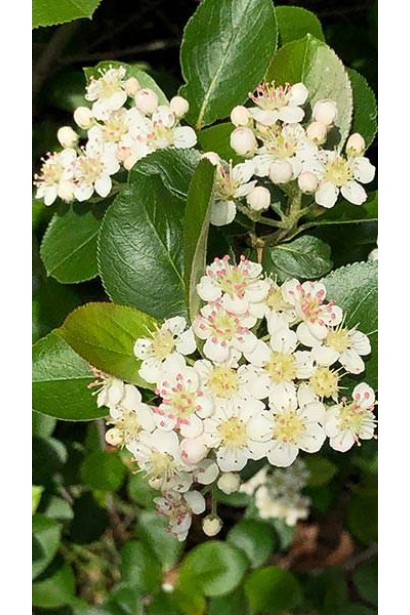 Горобина чорноплідна Хугін – медоносна рослина